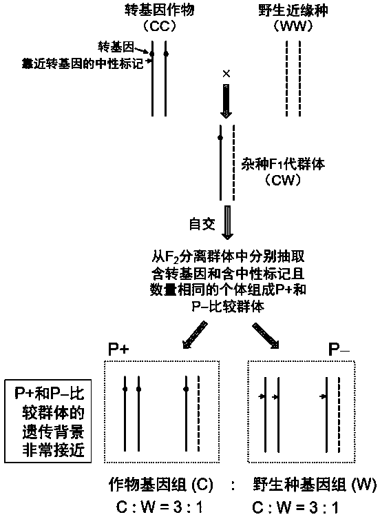 Comparative hybrid population sampling method for establishing transgenic drift environment safety detection