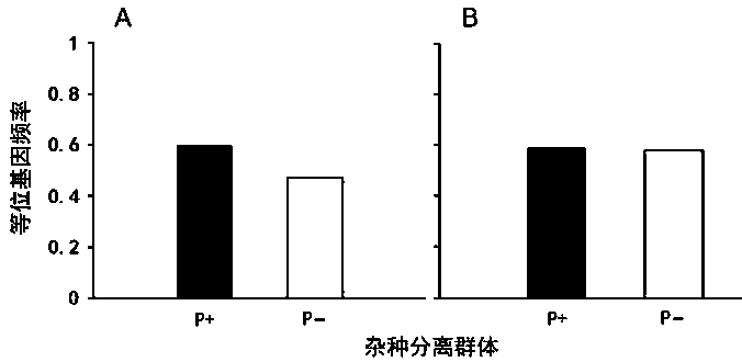 Comparative hybrid population sampling method for establishing transgenic drift environment safety detection