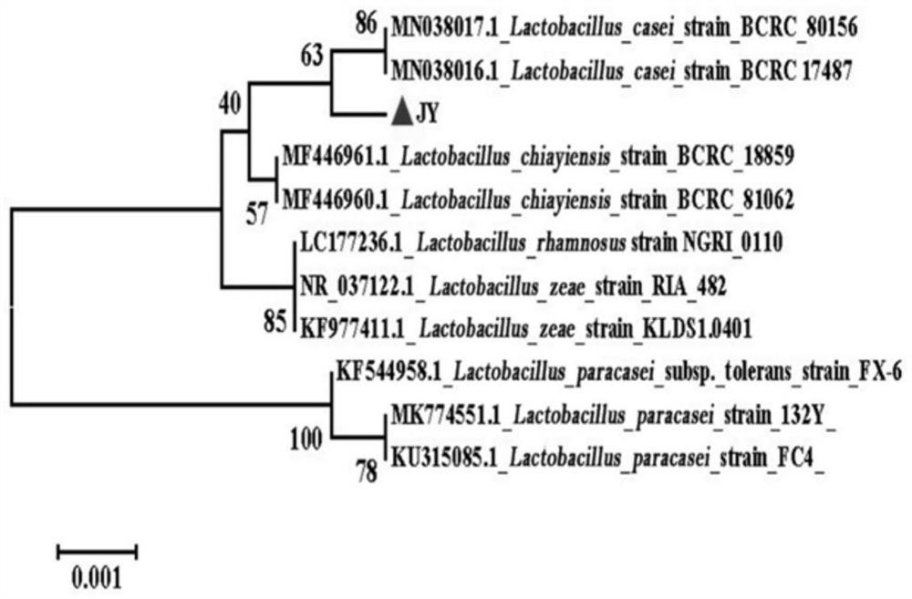 Intestinal probiotics and application thereof in treating tumors and replacing antibiotics