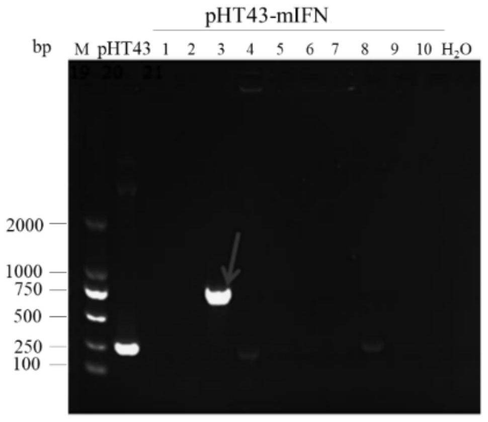 Mandarin fish interferon gene and interferon protein mIFN and preparation method and application of mandarin fish interferon protein mIFN