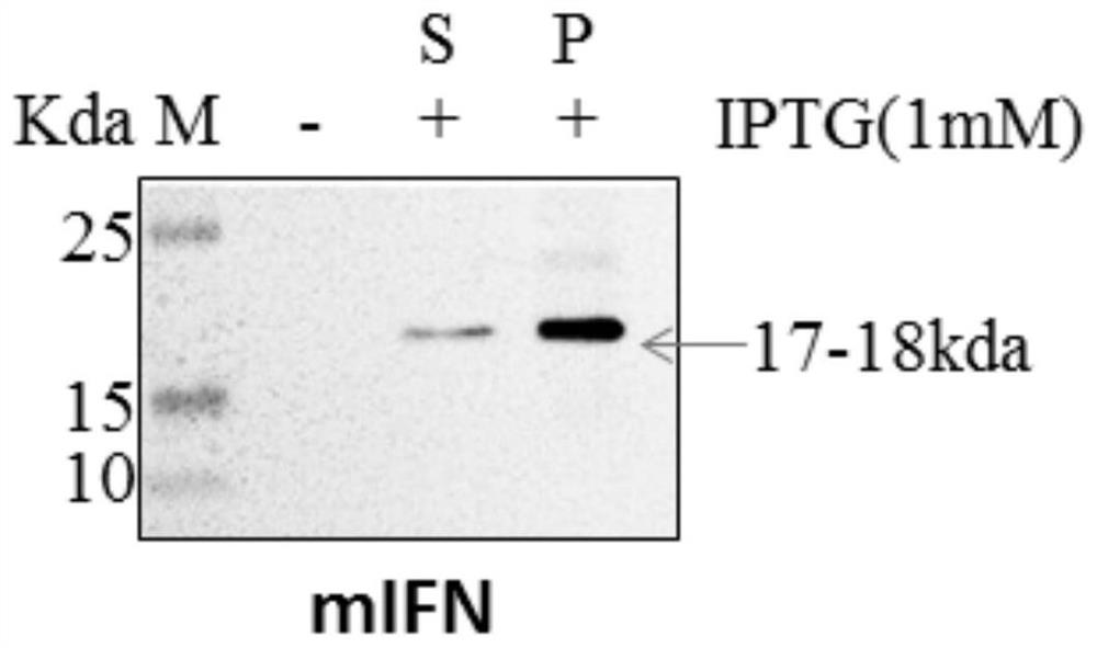 Mandarin fish interferon gene and interferon protein mIFN and preparation method and application of mandarin fish interferon protein mIFN