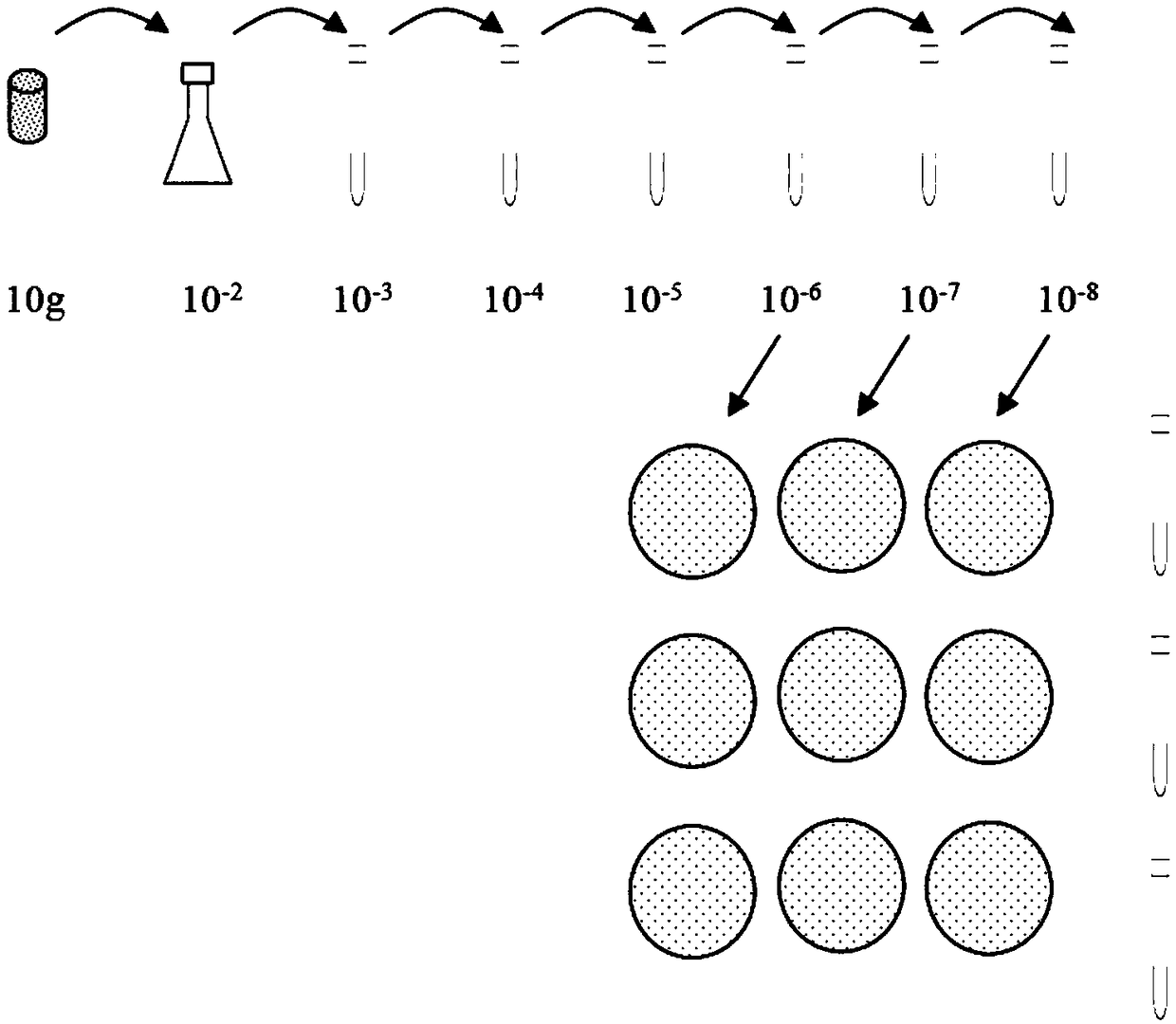 Paenibacillus polymyxa, application, and microbial agent, powder and granule