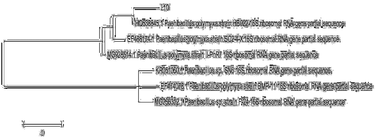 Paenibacillus polymyxa, application, and microbial agent, powder and granule