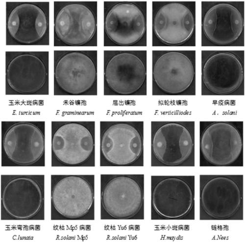 Paenibacillus polymyxa, application, and microbial agent, powder and granule