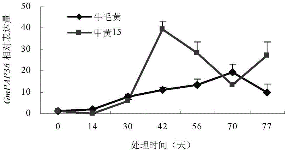 Soybean purple acid phosphatase GmPAP36 and encoding gene and application thereof