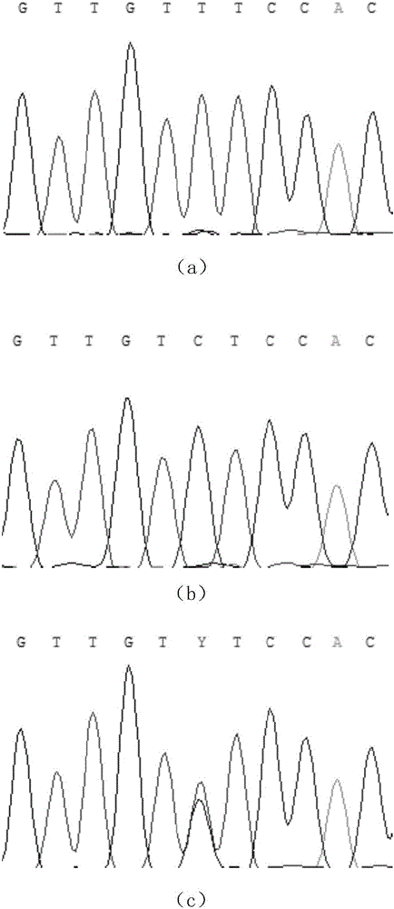 SNP (single nucleotide polymorphism) marker correlated with characteristic of short stature of Chinese domestic horses and application of SNP marker