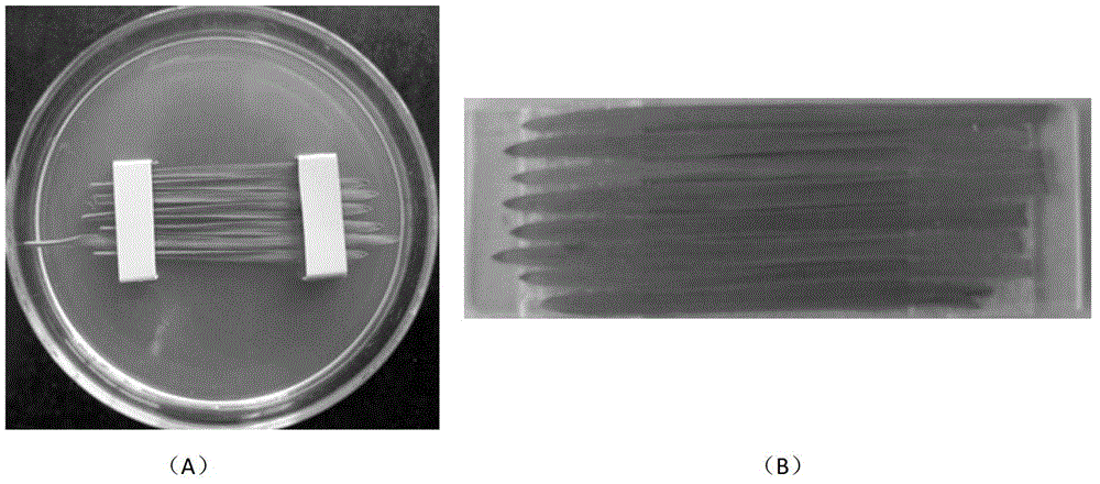 Method for transient expression of wheat leaf single cell based on efficient gene gun conversion and application of method