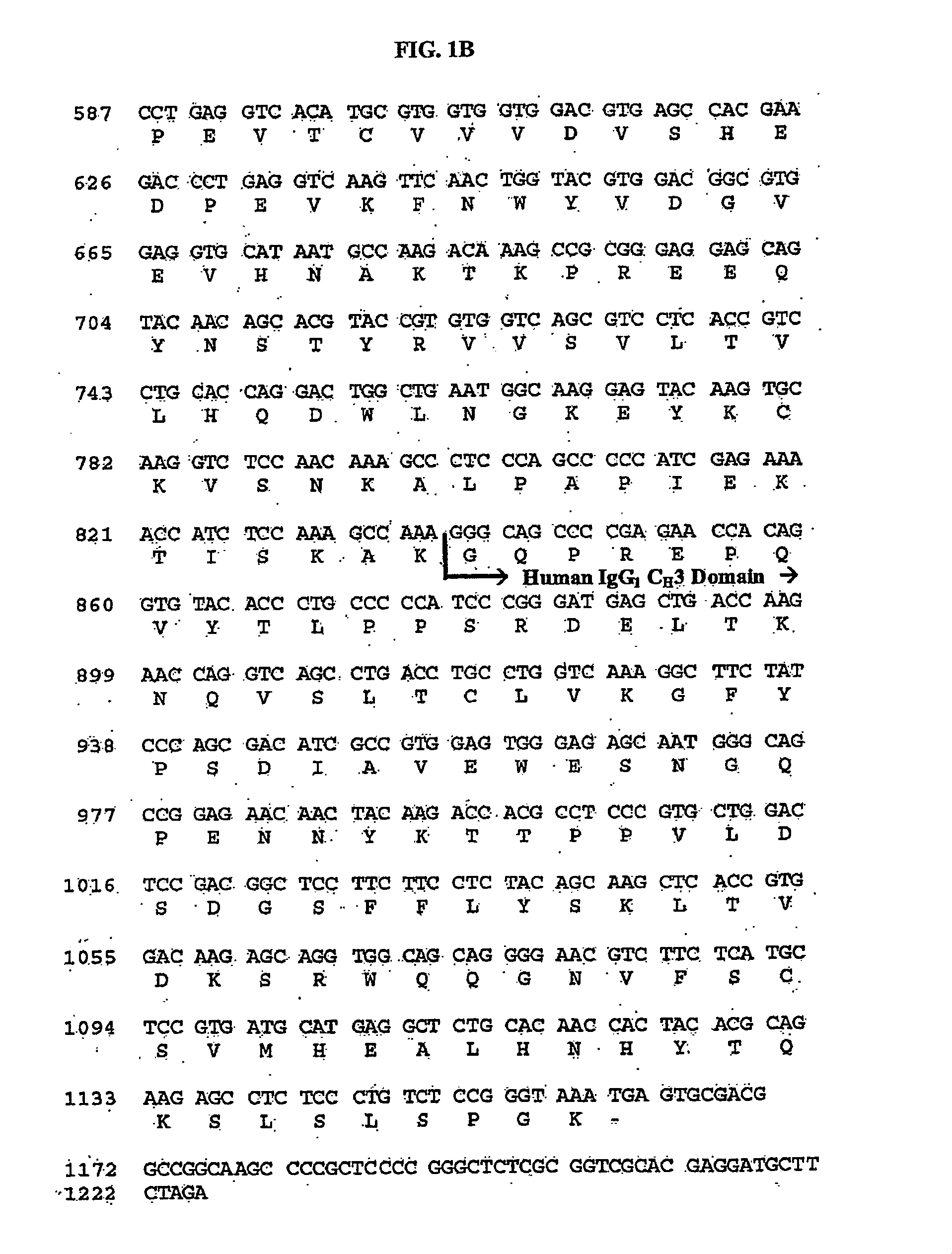 Stable Protein Formulations