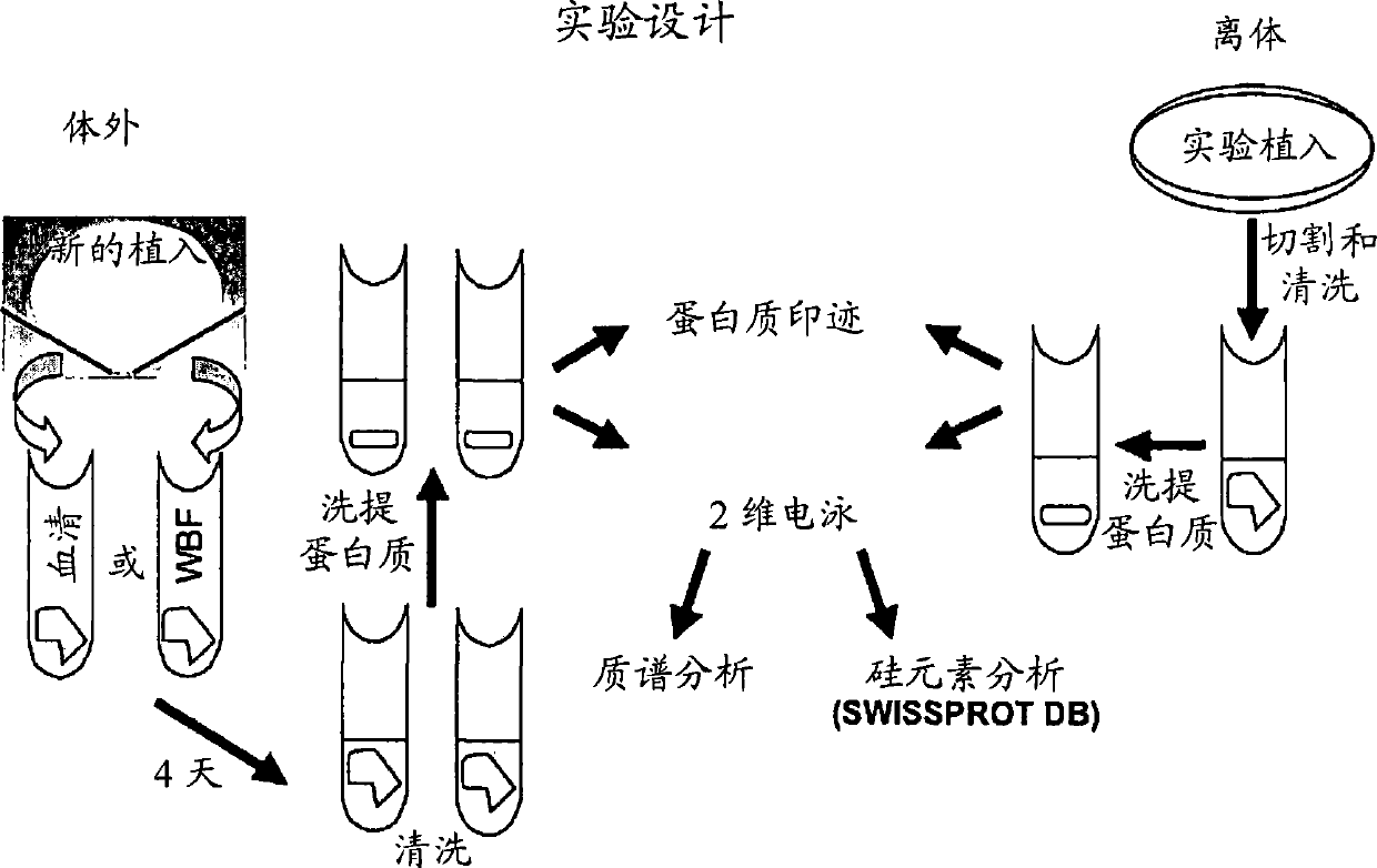 Test systems for the analysis of polypeptides and cells adhering to silicones