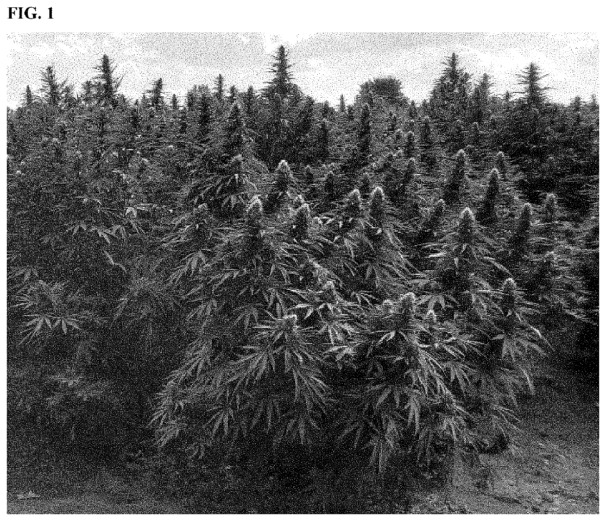 Hemp plant named ‘KIRSCHE’