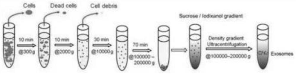 Arginine/lysine polypeptide microcapsule inclusion as well as preparation method and application thereof