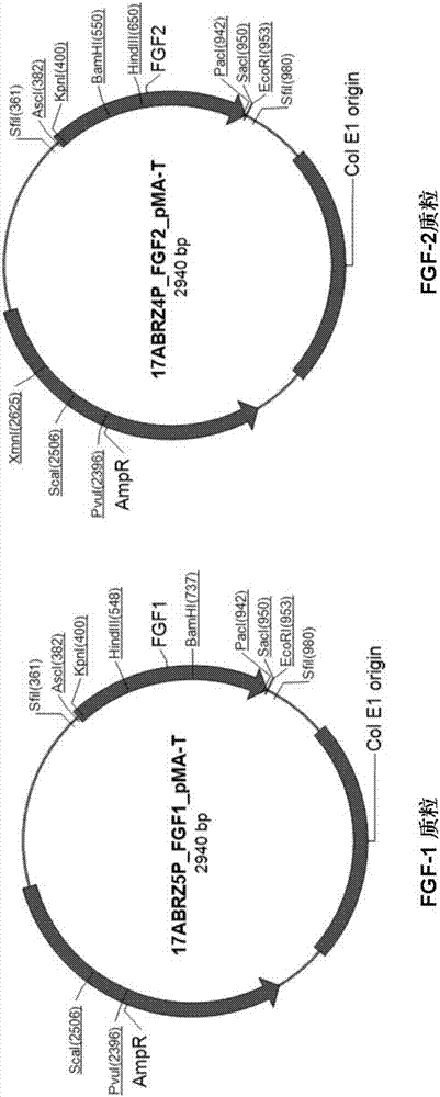 Application of lettuce used as host to expressing growth factors