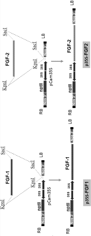 Application of lettuce used as host to expressing growth factors