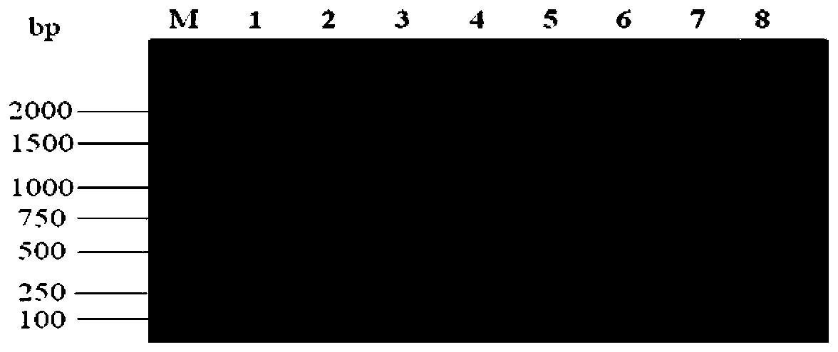 Detection primer, detection kit and virus detection method for fowl adenovirus-I, and application of primer