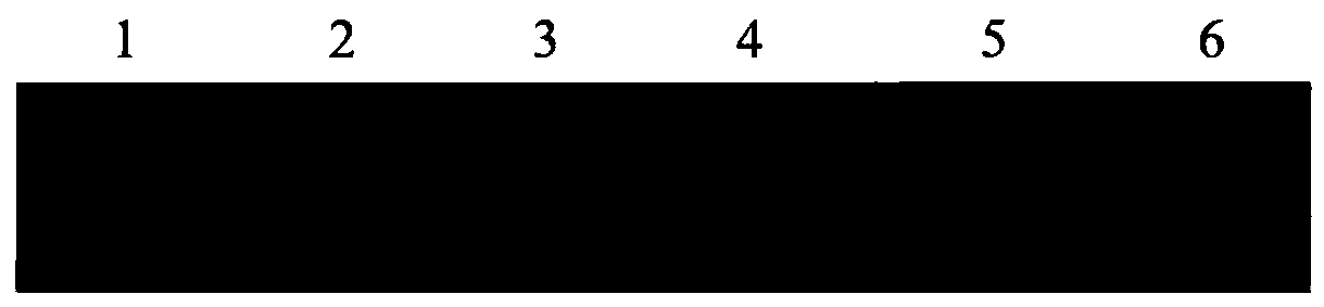 Detection primer, detection kit and virus detection method for fowl adenovirus-I, and application of primer