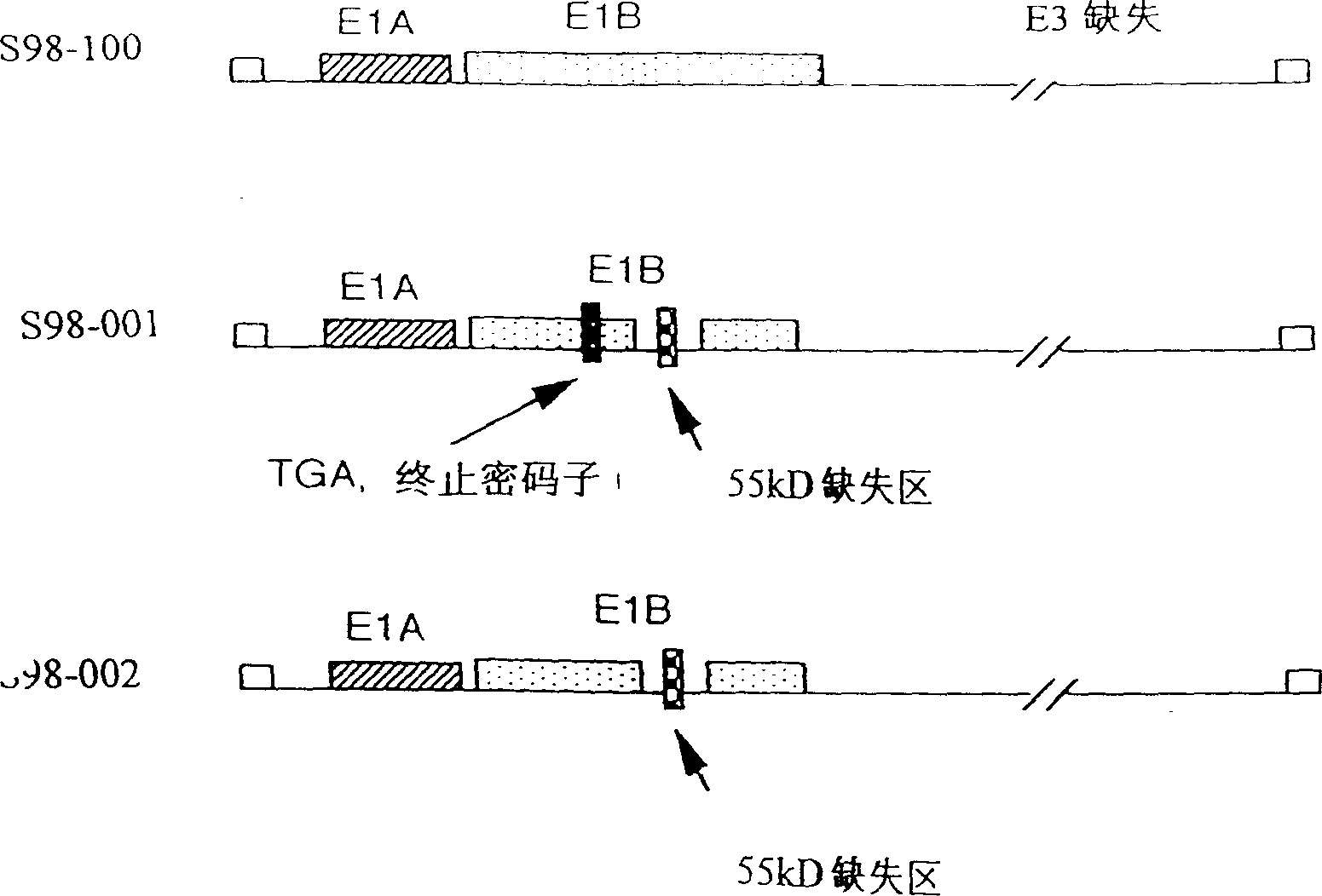 Gene engineering adenovirus and it application