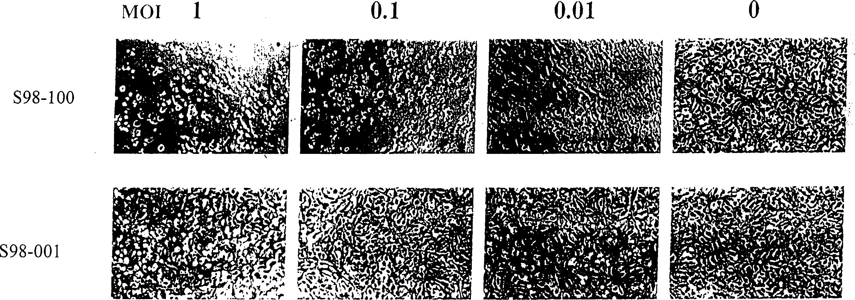 Gene engineering adenovirus and it application