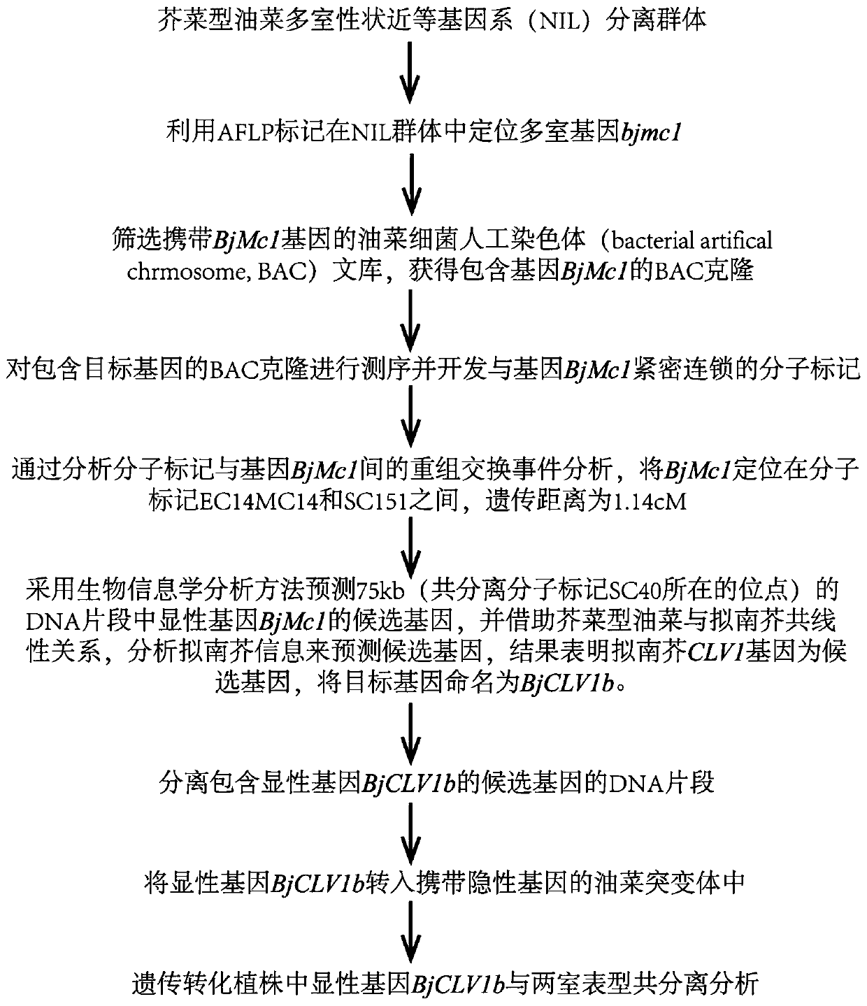 Two-chamber gene bjmc1 and three-chamber gene bjmc1 related to the multi-chamber trait of Brassica napus and its application