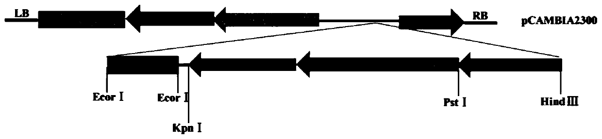 Two-chamber gene bjmc1 and three-chamber gene bjmc1 related to the multi-chamber trait of Brassica napus and its application