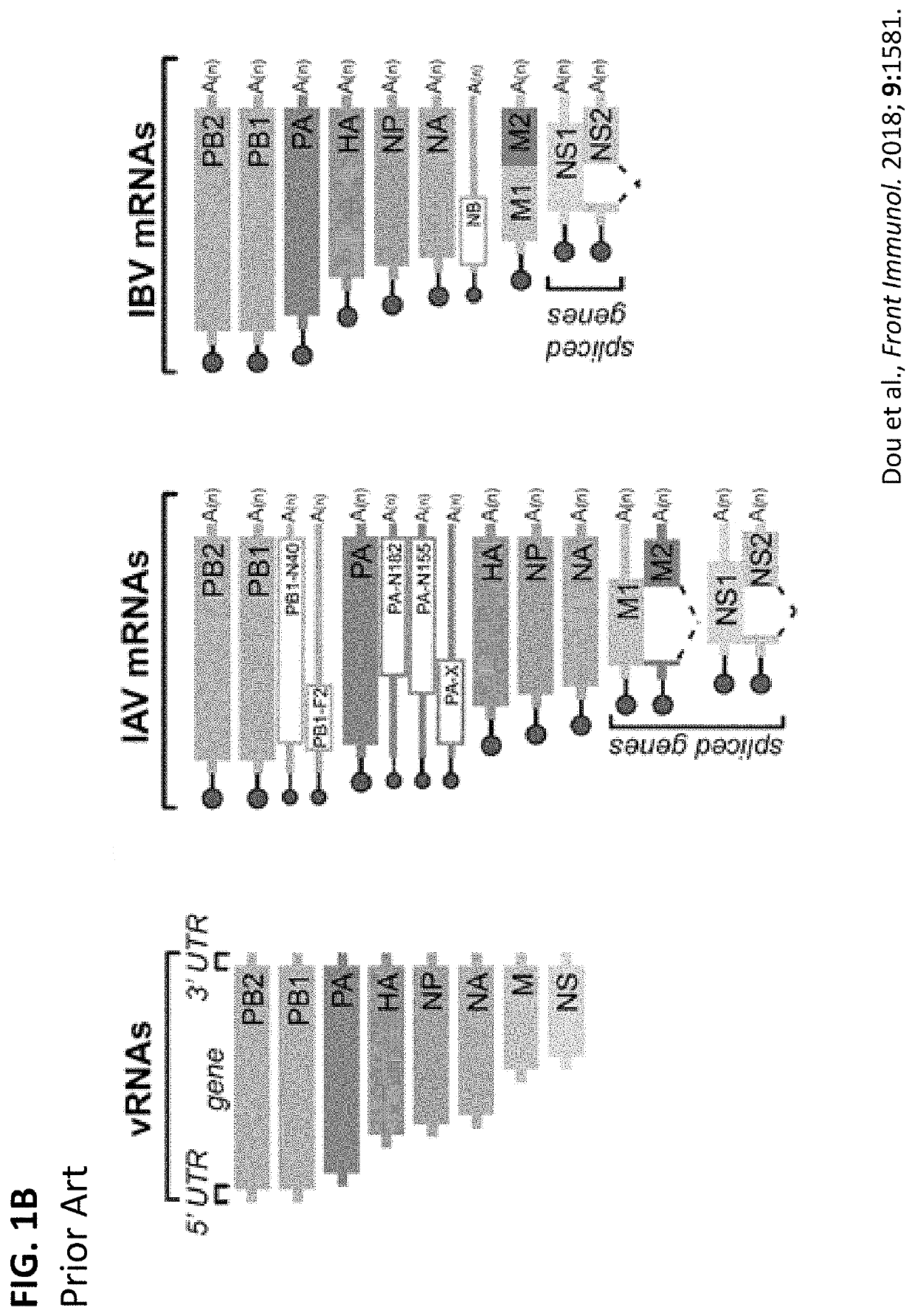 Systems, methods, and cell lines for generating influenza virus or influenza virus proteins