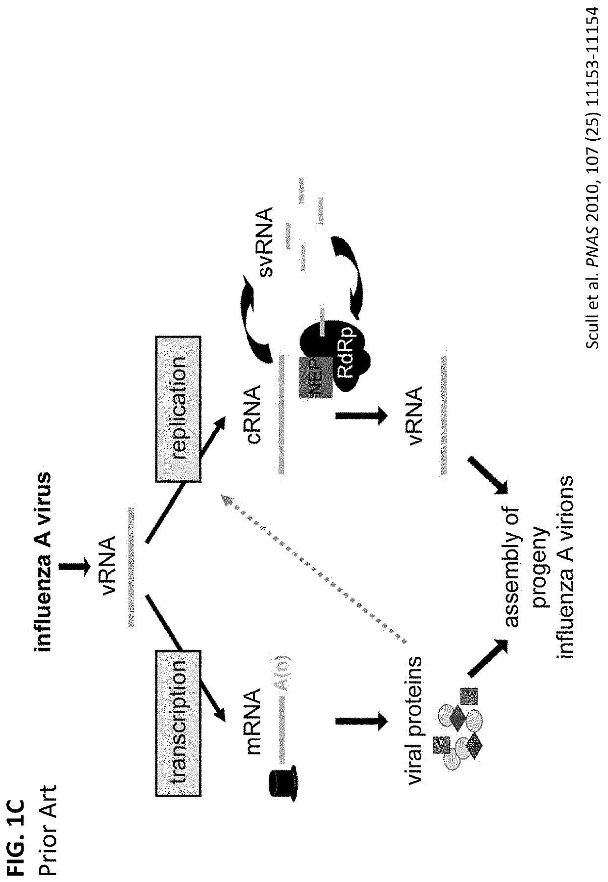 Systems, methods, and cell lines for generating influenza virus or influenza virus proteins