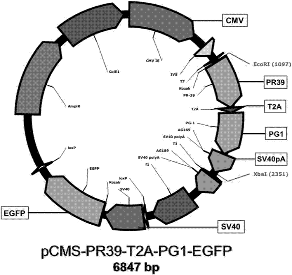 Antibacterial peptide PR39 and PG1 co-expression vector and method for preparing PR39 and PG1 transgenic mice