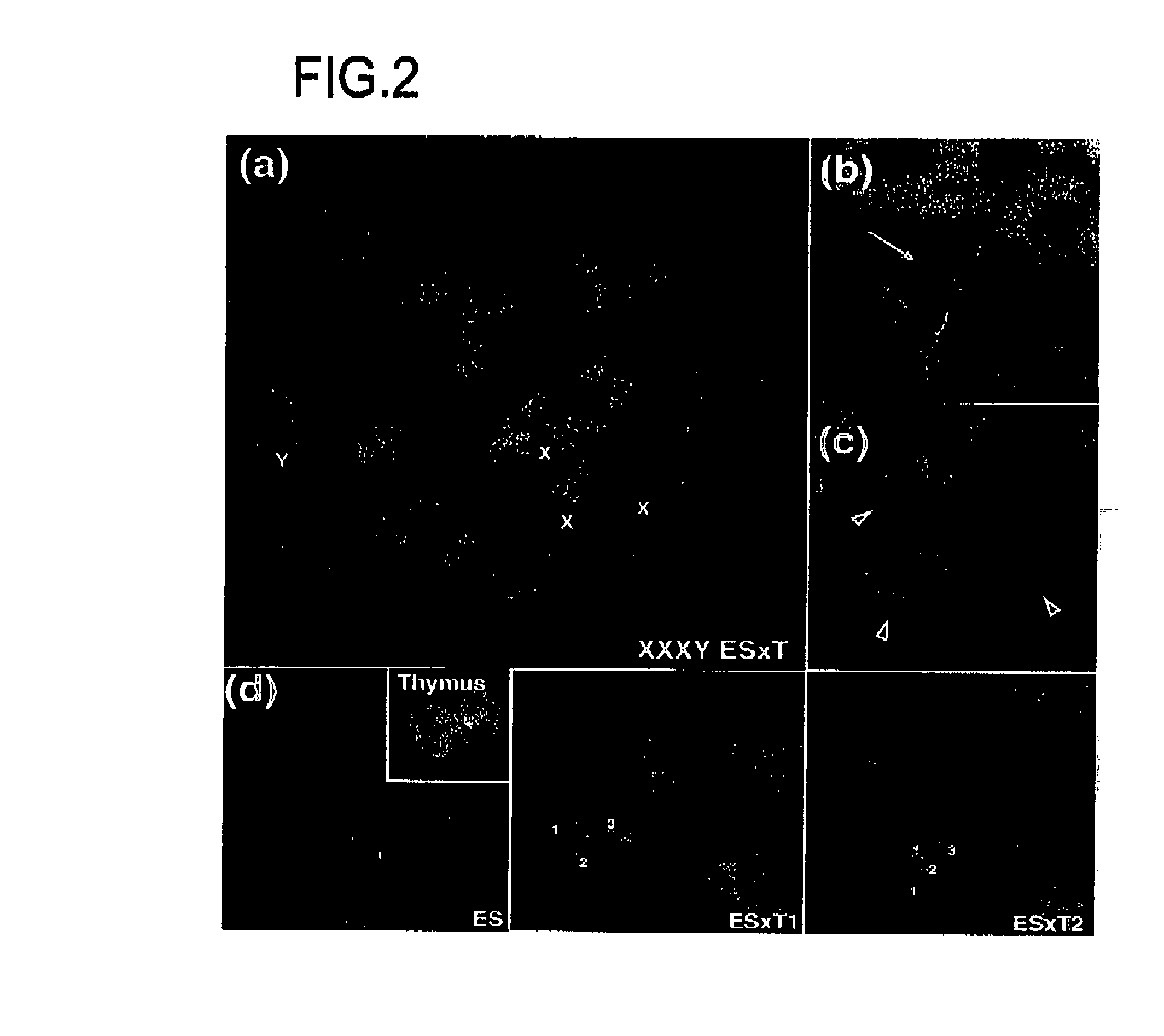 Tailor-made multifunctional stem cells and utilization thereof