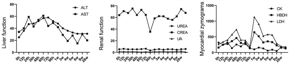 Method for establishing pulmonary fibrosis rhesus monkey model