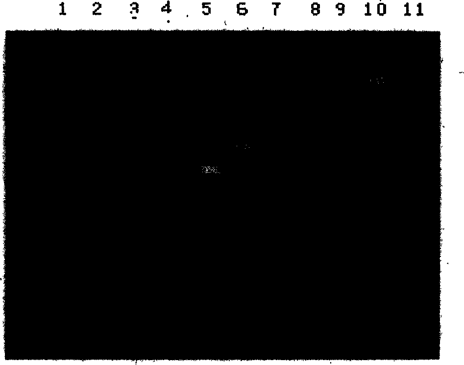 100bp gradient ribonucleic acid molecular weight marker and its preparation