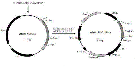 Xylanase intestinal directional expression vector and cell line thereof