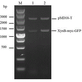 Xylanase intestinal directional expression vector and cell line thereof