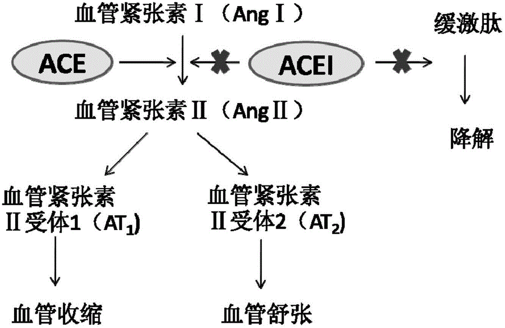 Application of angiotensin converting enzyme inhibitor