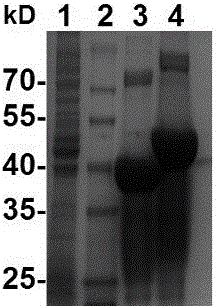 A-type foot-and-mouth disease targeting composite epitope protein mediated by pig chemotactic factors and vaccine