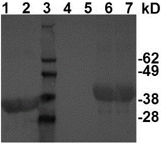 A-type foot-and-mouth disease targeting composite epitope protein mediated by pig chemotactic factors and vaccine