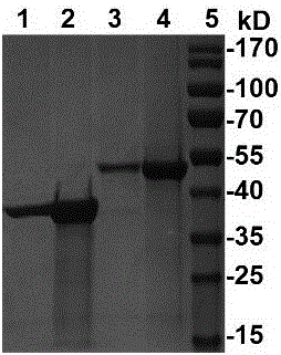 A-type foot-and-mouth disease targeting composite epitope protein mediated by pig chemotactic factors and vaccine