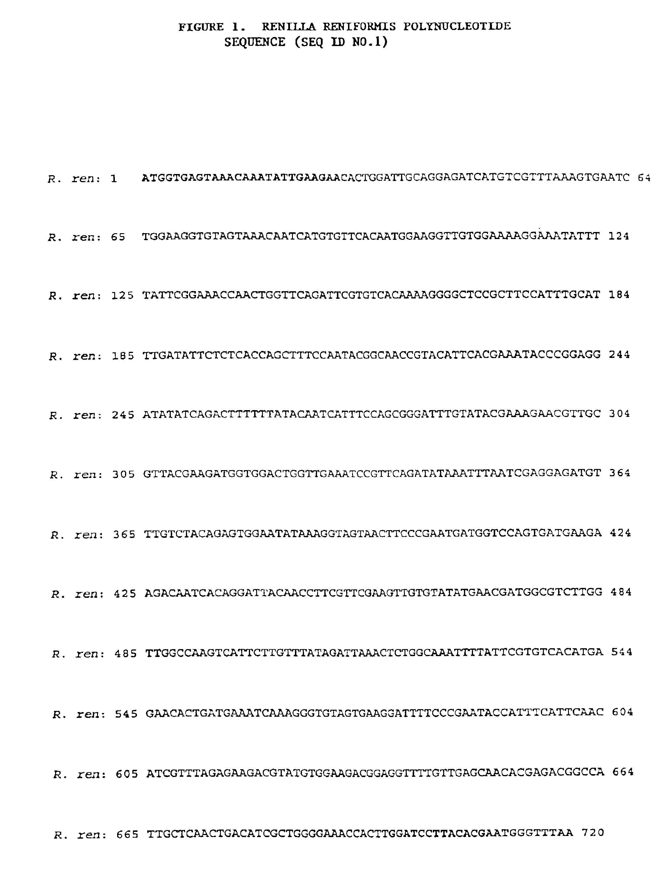 Dimeric flourescent polypeptides