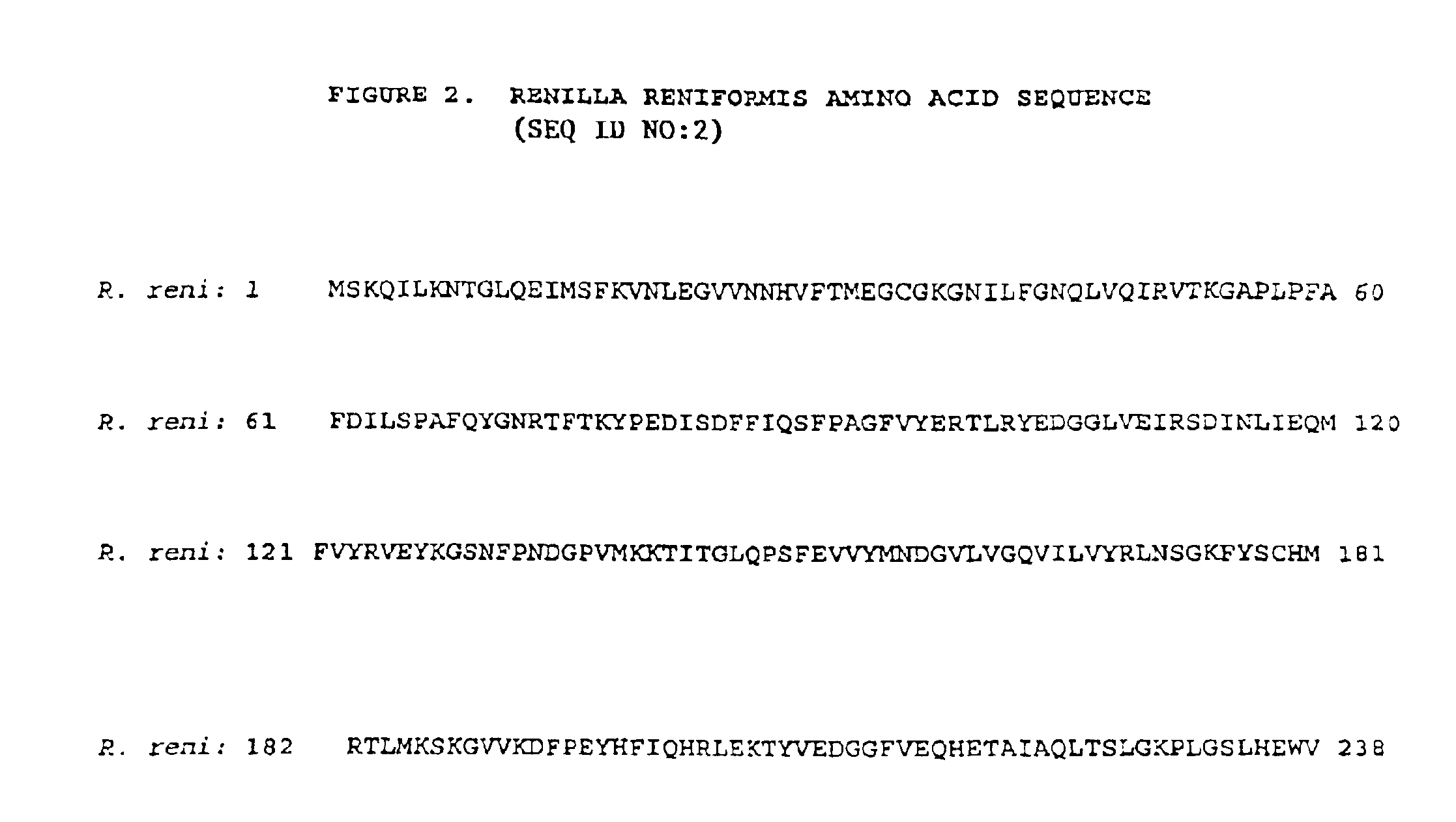 Dimeric flourescent polypeptides