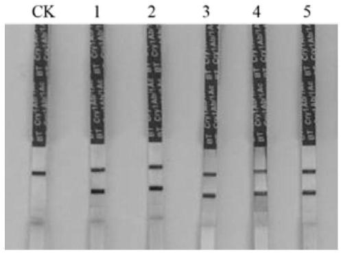 Artificially synthesized anti-insect protein mCry1Ia2 as well as preparation method and application thereof