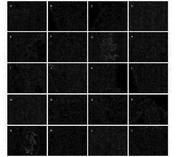 Polypeptide with brain targeted medicine delivery characteristic and preparation method thereof