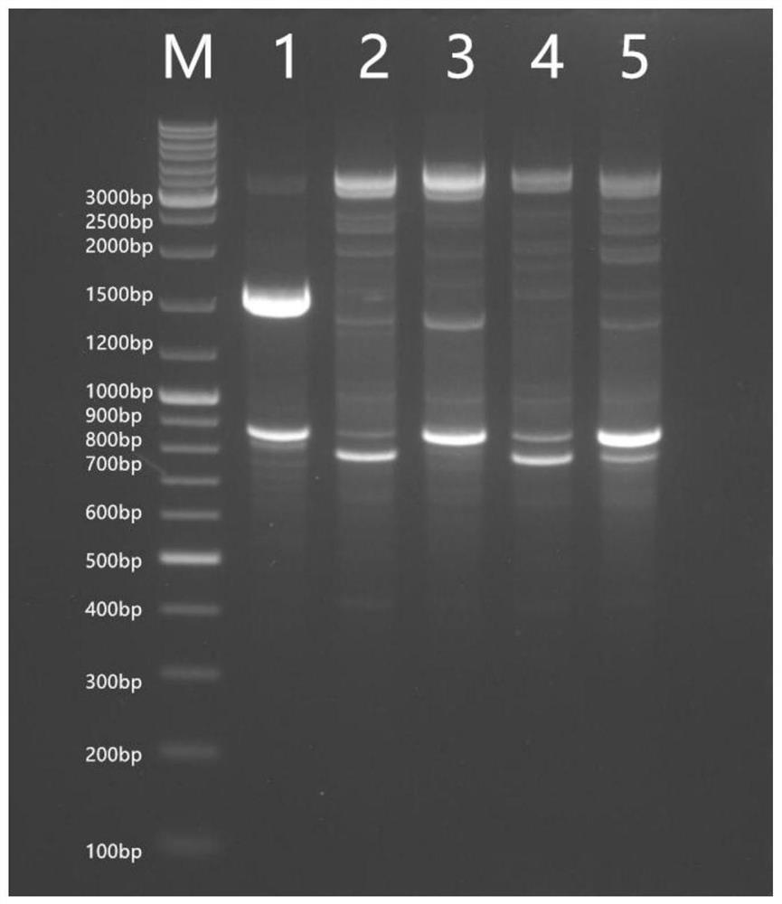 Molecular marker for identifying white Pleurotus pulmonarius strain Qian side 02 and specific primer pair