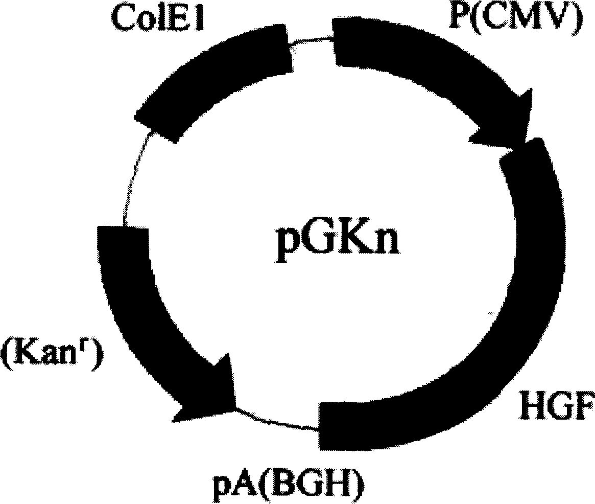 Recombinant plasmid capable of efficiently expressing human liver growth factor in eukaryotic cell