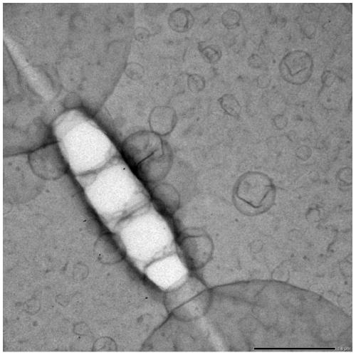 Preparation method and applications of support-free Janus monomolecular layer protein membrane material with adjustable membrane flux