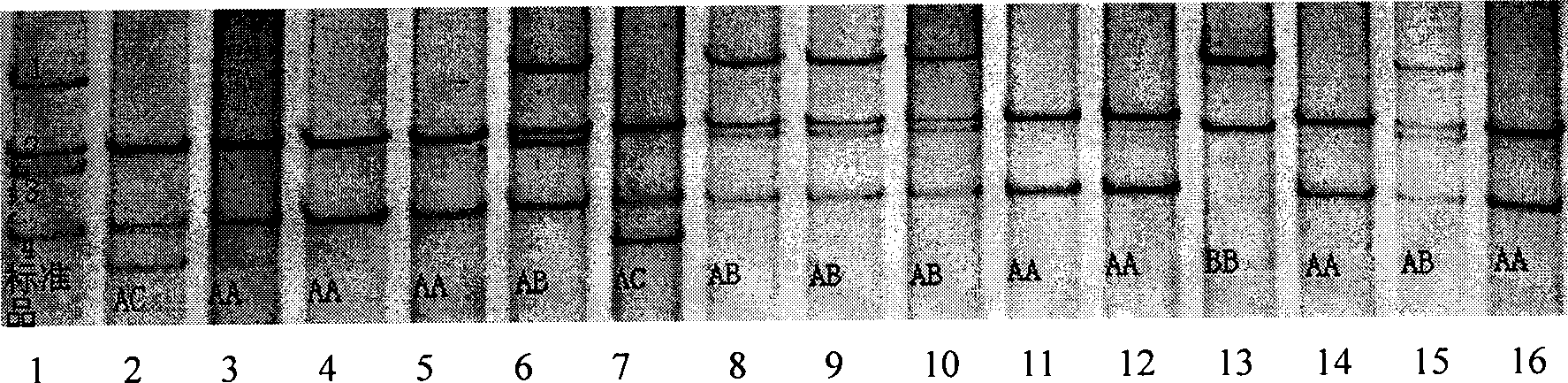 Molecular marker of holstein cattle heat resistant stress breeding and use thereof