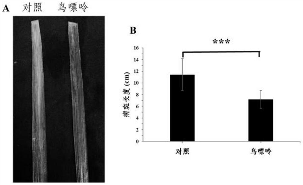 A purine base plant immune inducer and its application