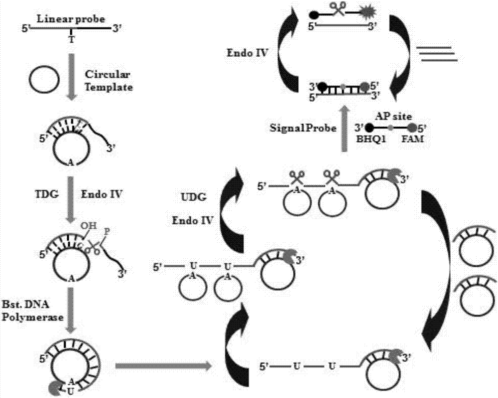 Method for detecting thymine DNA glycosylase activity based on cyclophorase-remediation mediated double-signal amplification strategy