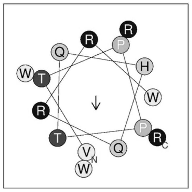 Targeted antibacterial peptide for salmonella and preparation method of targeted antibacterial peptide