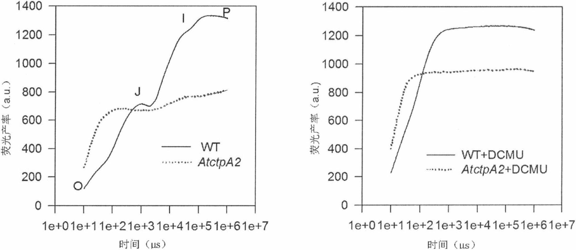 Application of protein ATCTPA2 related to photosynthesis