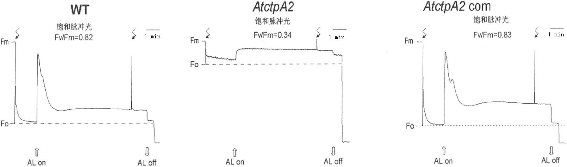 Application of protein ATCTPA2 related to photosynthesis