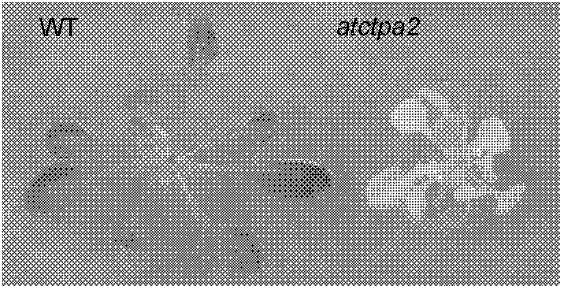 Application of protein ATCTPA2 related to photosynthesis