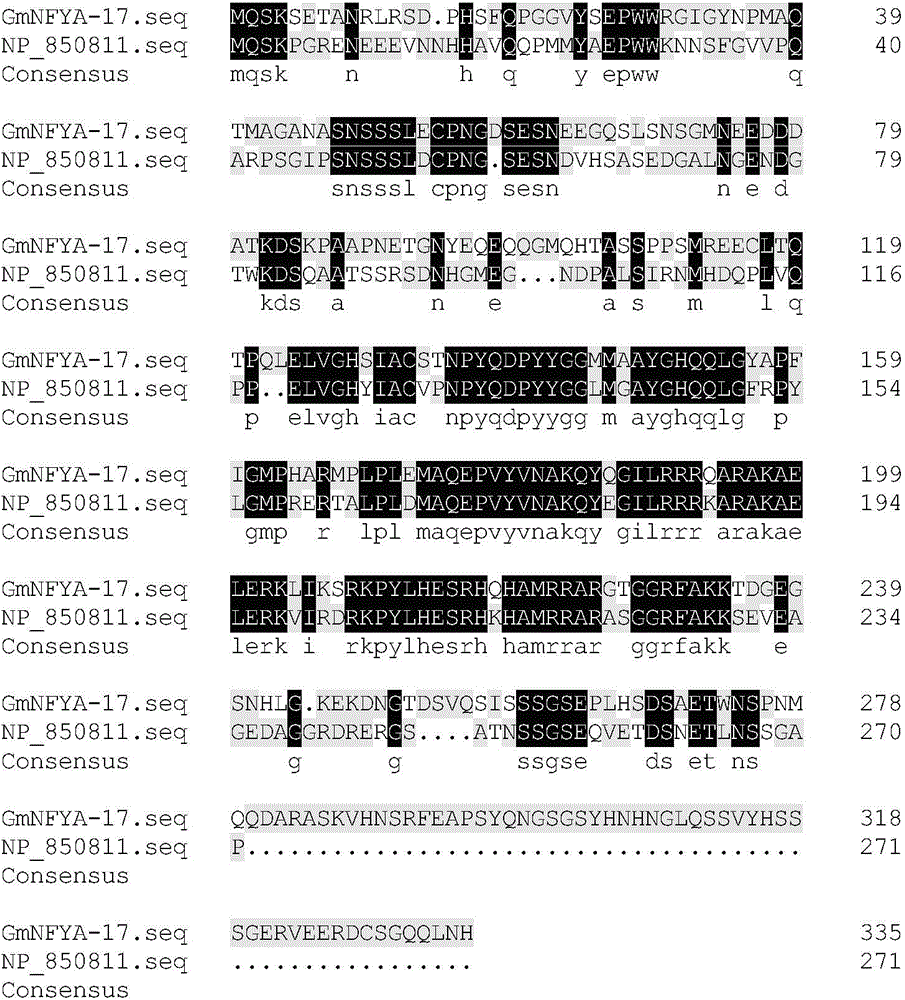 Plant stress tolerance associated protein GmNF-YA17, and encoding gene and application thereof